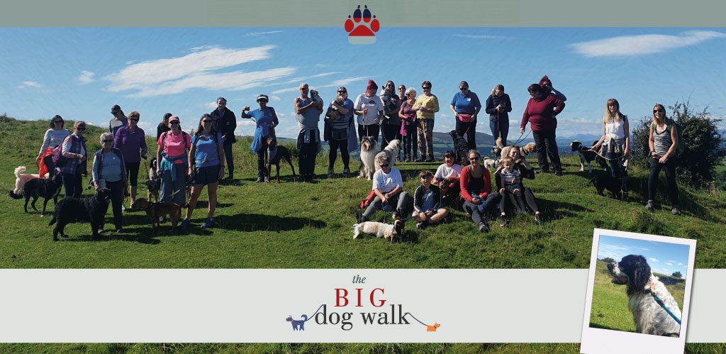 The success of the big dog walk
